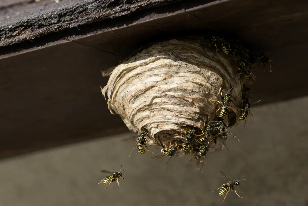 Trampa para avispas colgada en una terraza