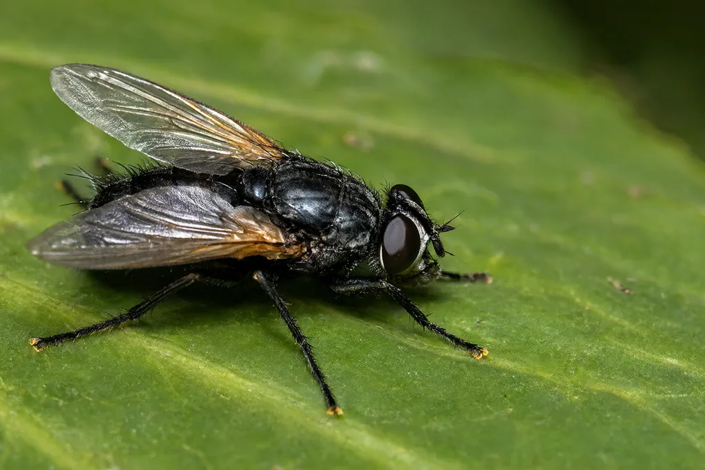 La mosca negra: características y cómo combatirla