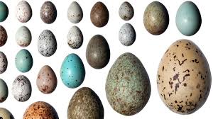 Resuelto el enigma de los huevos de aves
