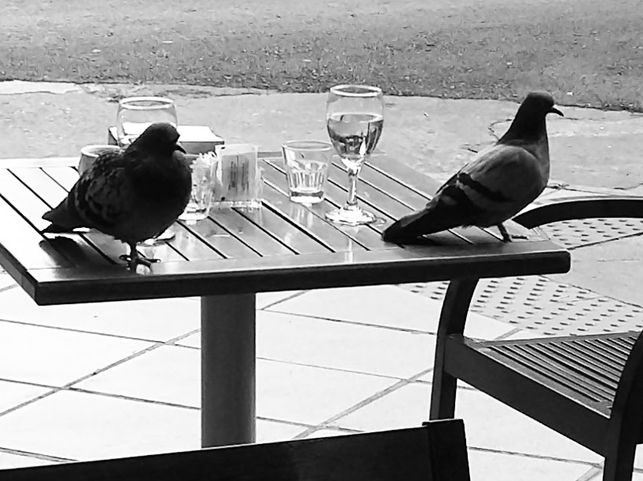 Los mejores métodos para ahuyentar y repeler aves como palomas, gaviotas…