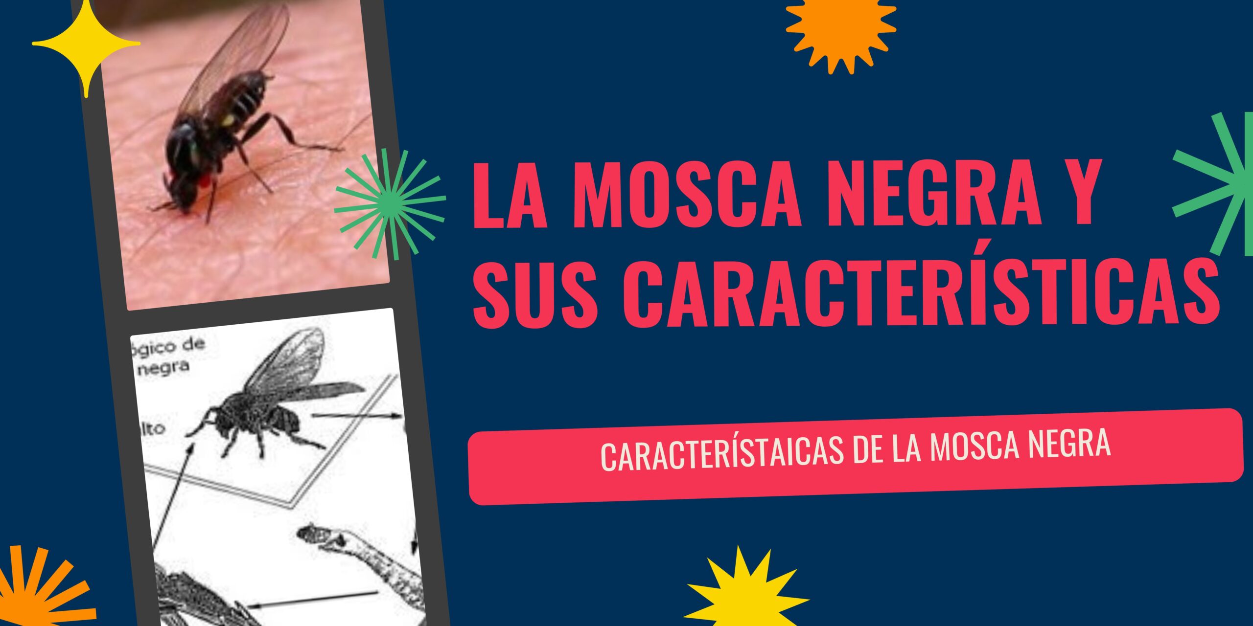 La mosca negra y sus características